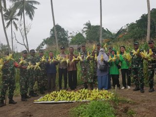 Koramil 03/Kundur Panen Jagung di Demplot Ketahanan Pangan