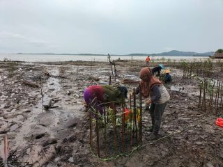 PT Timah Tbk Berncana Tanam 7500 Bibit Mangrove di Kabupaten Karimun.