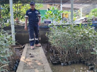 PT Timah Tbk di Unit Produksi Kundur juga melakukan pembibitan tiga jenis mangrove di lokasi Nursery Mangrove.