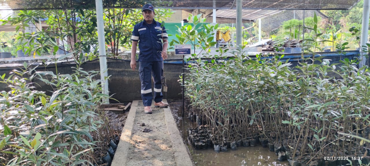 PT Timah Tbk di Unit Produksi Kundur juga melakukan pembibitan tiga jenis mangrove di lokasi Nursery Mangrove.