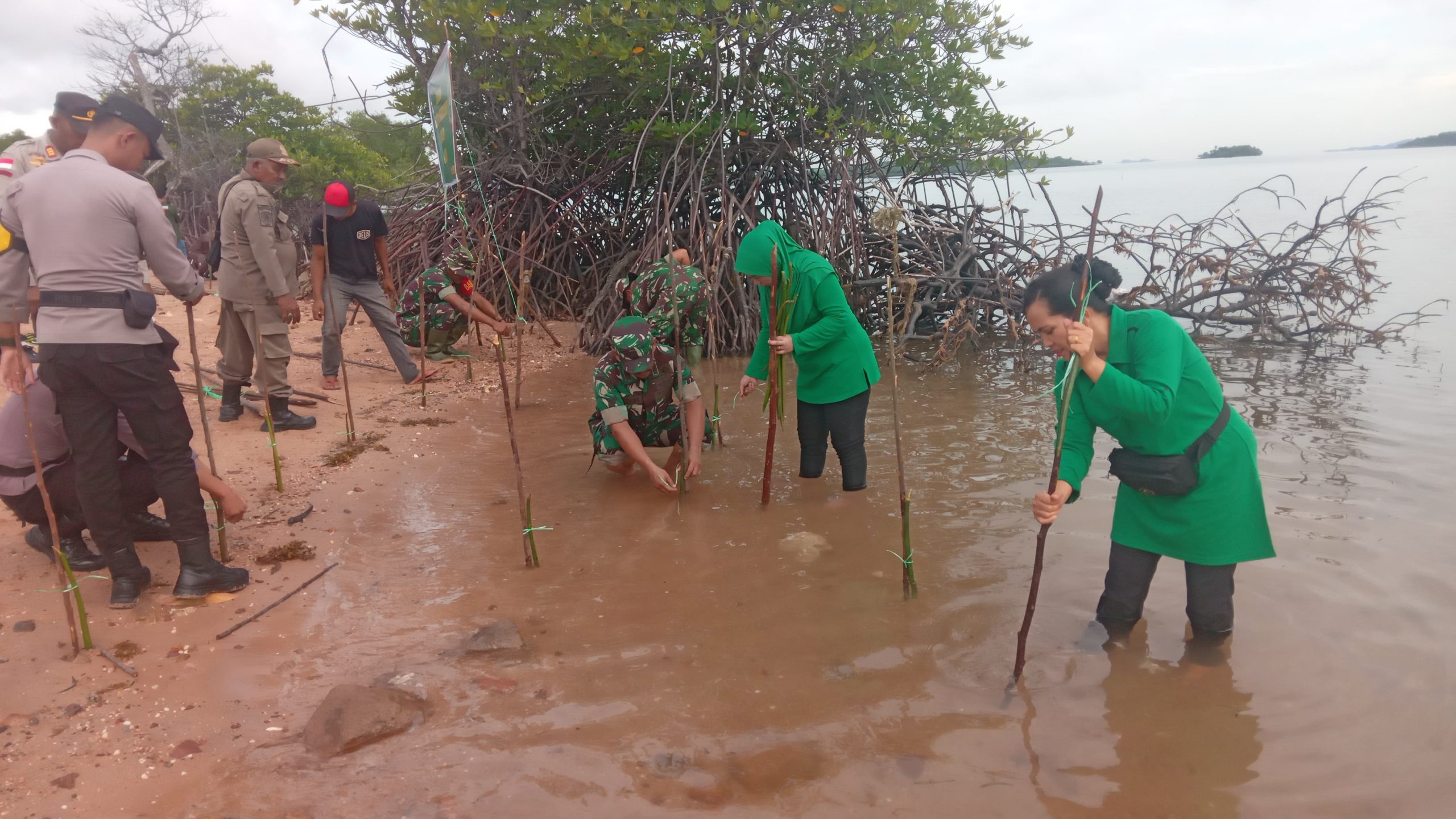 Personel Koramil 02/Moro bersama Persit Ranting 03 Moro berserta Uspika Kecamatan Moro melaksanakan kegiatan penanaman bibit mangrove.