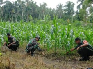 Babinsa Koramil 03/Kundur Melaksanakan Perawatan Tanaman Jagung di Demplot Ketahanan Pangan Koramil 03/Kundur.