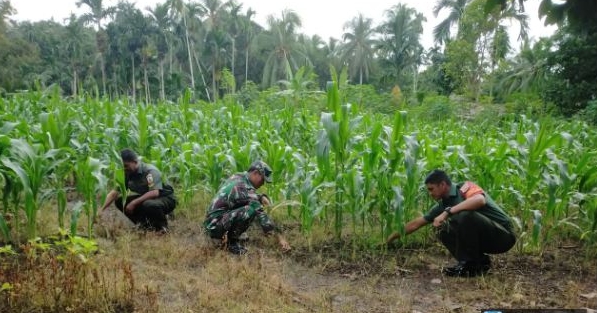 Babinsa Koramil 03/Kundur Melaksanakan Perawatan Tanaman Jagung di Demplot Ketahanan Pangan Koramil 03/Kundur.