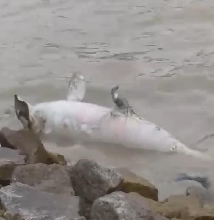 Heboh penampakan Mamalia jenis Dugong atau ikan duyung kembali ditemukan terdampar di perairan Karimun, Rabu (27/12/2023).