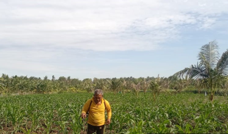 Babinsa Koramil 02/Moro Melaksanakan Kegiatan Perawatan Tanaman Jagung di Demplot Ketahanan Pangan Koramil 02/Moro.