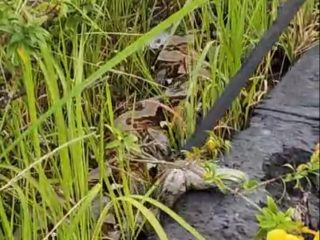 Warga Karimun dikejutkan dengan seekor ular piton sepanjang 6 meter di  pembatas jalan kawasan Coastal Area, Kelurahan Teluk Air.