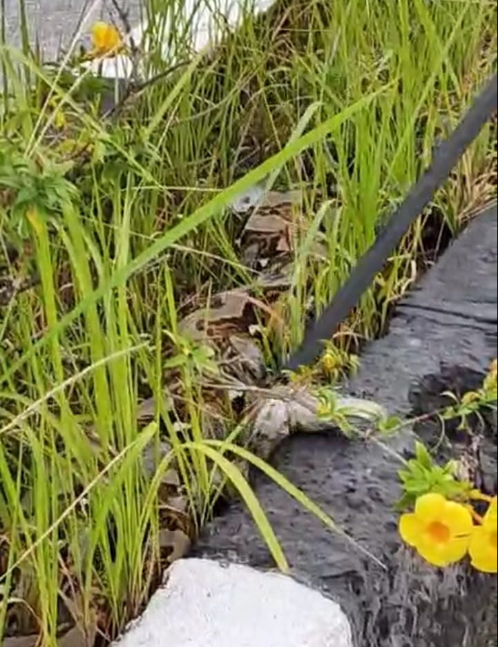 Warga Karimun dikejutkan dengan seekor ular piton sepanjang 6 meter di  pembatas jalan kawasan Coastal Area, Kelurahan Teluk Air.