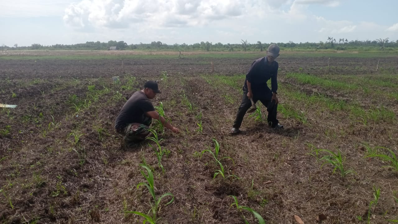 Babinsa Desa Sungai Ungar Utara, Serda Abdul Latib Sinaga Bersama Petani Desa Tuluk Radang Melaksanakan Perawatan Tanaman Jagung.