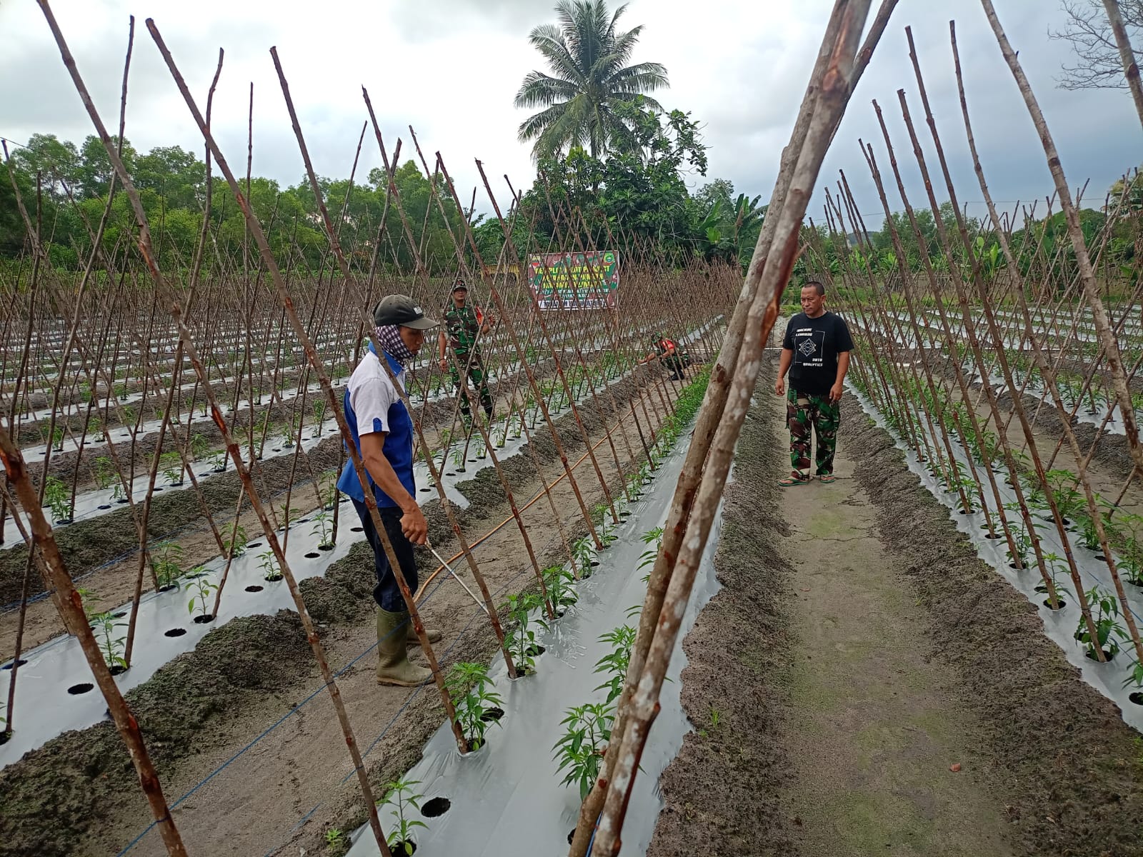 Koramil 02/Moro Kodim 0317/TBK Laksanakan Kegiatan Ketahanan Pangan di Wilayahnya