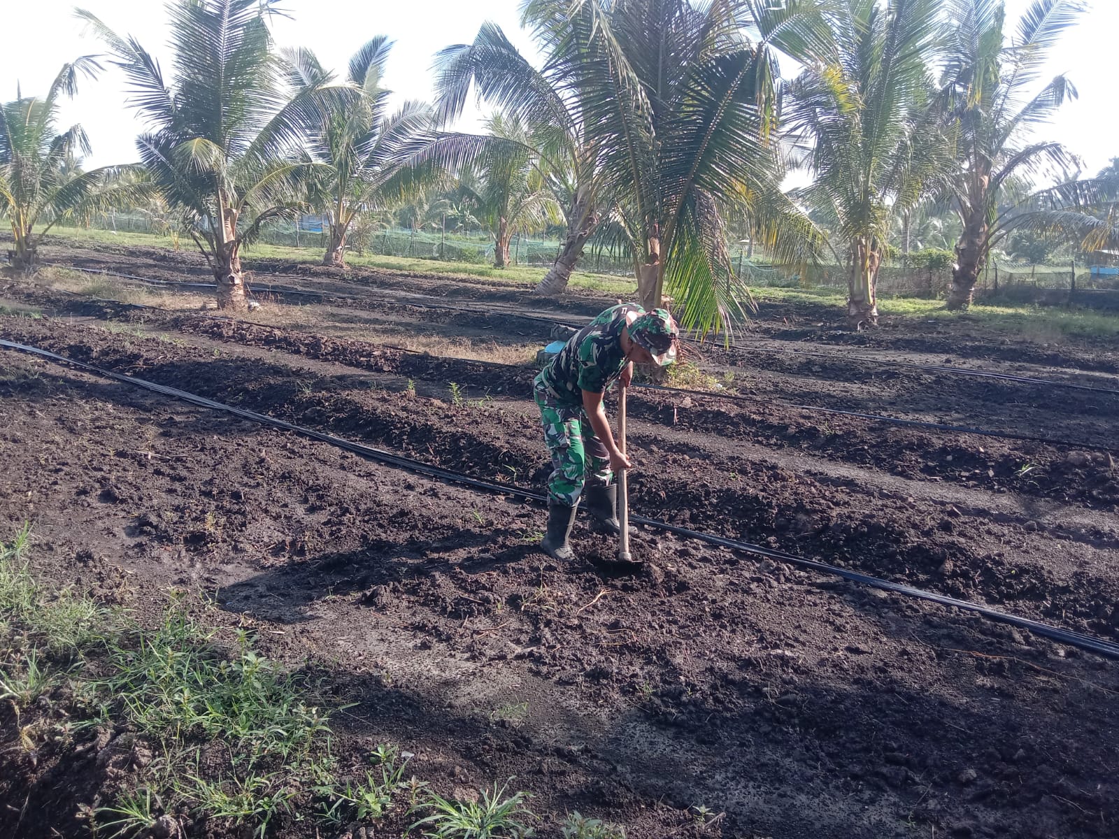 Babinsa Durai Siapkan Lahan Berkebun Semangka di Desa Telaga Tujuh